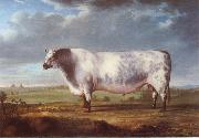 Thomas, A Prize Bull